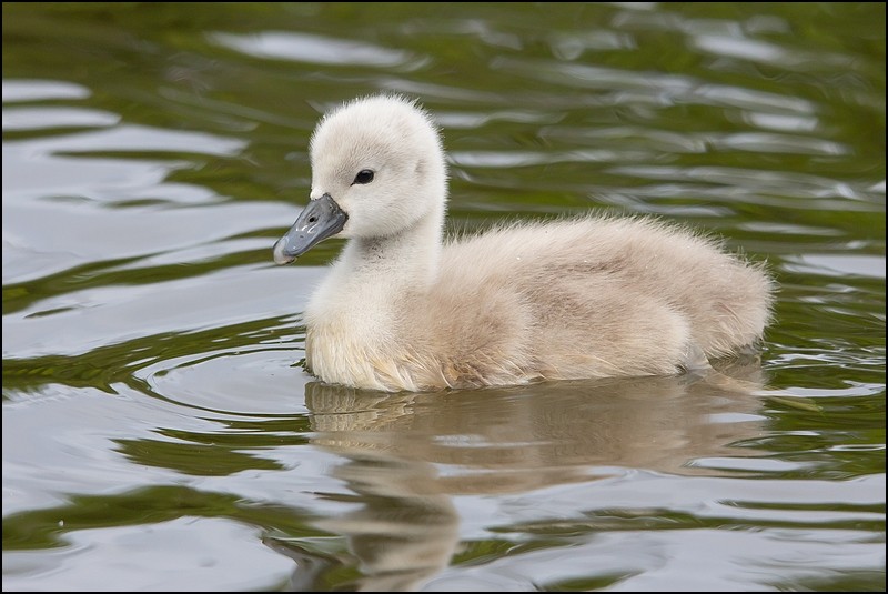 Le Teich (20 avril 2014) Img_6512