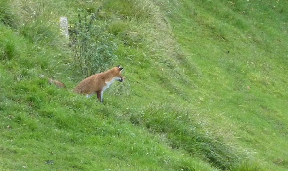 2014. Dans ma prairie. 2015. oiseaux, renards, chats, nénuphars... Cyrano. Renard20