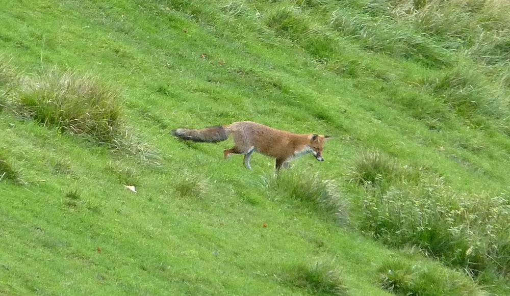 2014. Dans ma prairie. 2015. oiseaux, renards, chats, nénuphars... Cyrano. Renard26