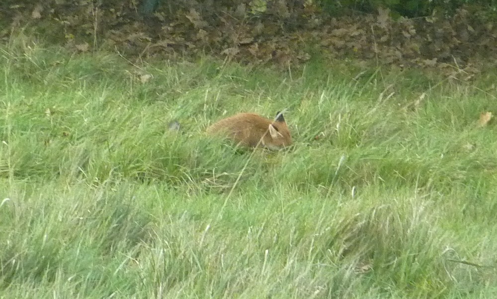 2014. Dans ma prairie. 2015. oiseaux, renards, chats, nénuphars... Cyrano. Renard31