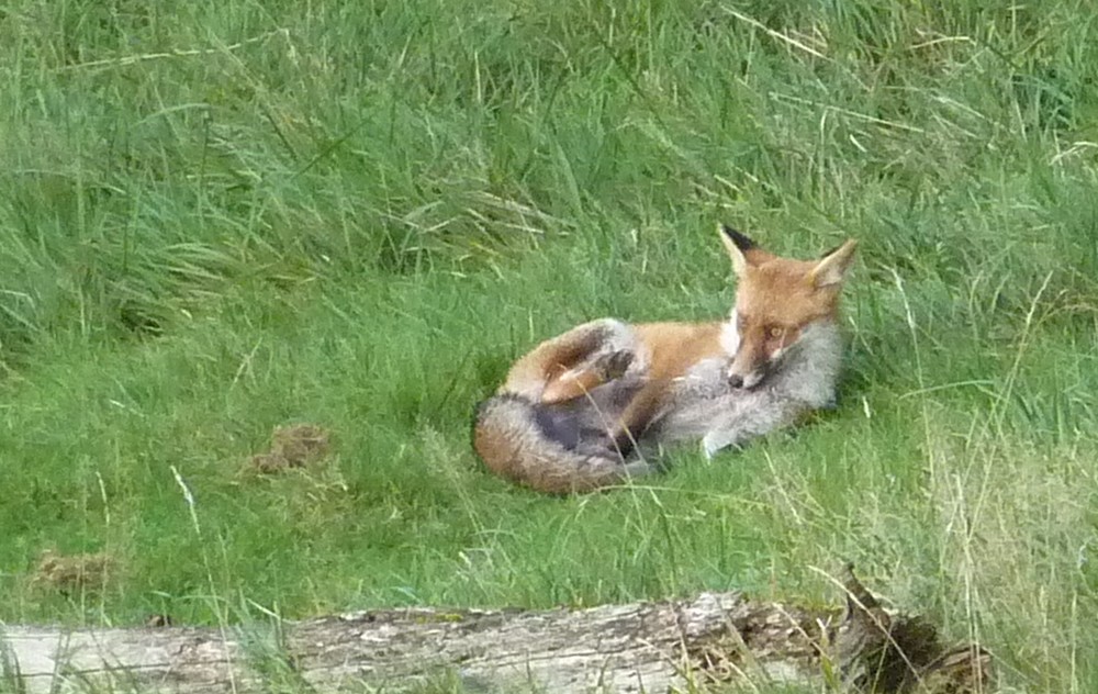 2014. Dans ma prairie. 2015. oiseaux, renards, chats, nénuphars... Cyrano. Renard42