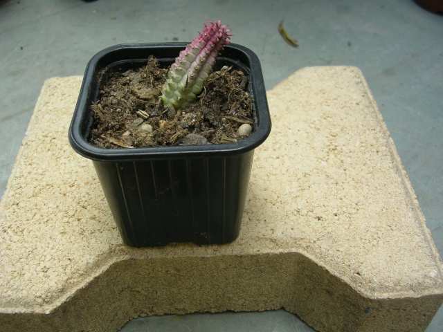 Crassula ovata, Erythrorhipsalis pilocarpa, Euphorbia mammilliaris 'Variegata'  [identification non terminée] Dscn4712