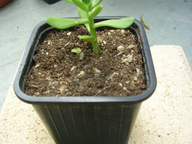 Sedum frutescens, Mammillaria sp., Mammillaria vetula ssp gracilis [identifications] Dscn4713
