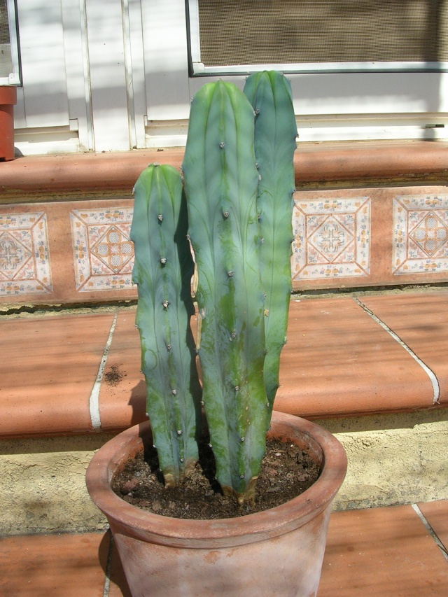 Myrtillocactus geometrizans, Aloe distans [identifications] Dscn4728