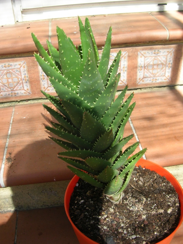 Myrtillocactus geometrizans, Aloe distans [identifications] Dscn4729