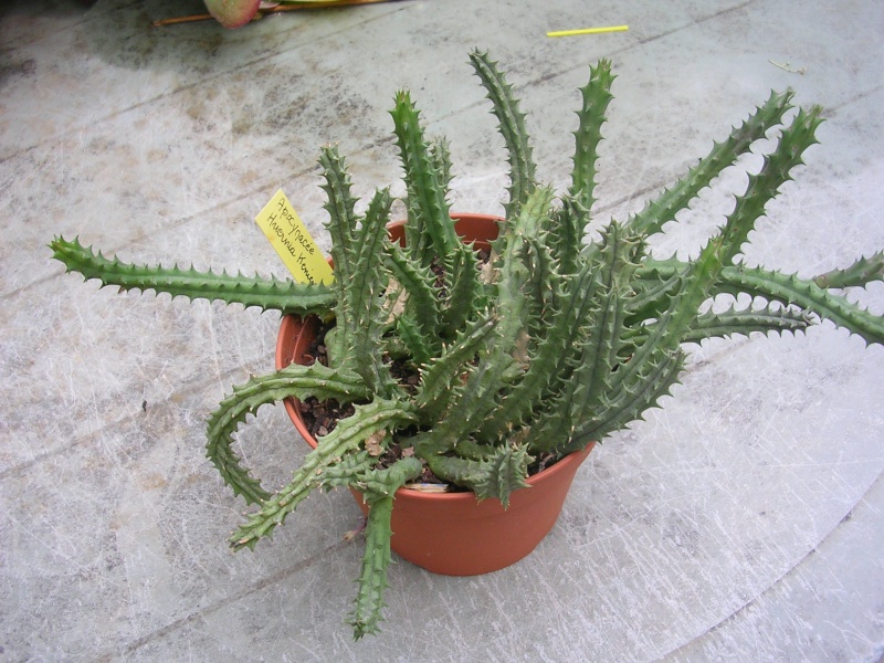 Stapelia et huernia Dscn5418