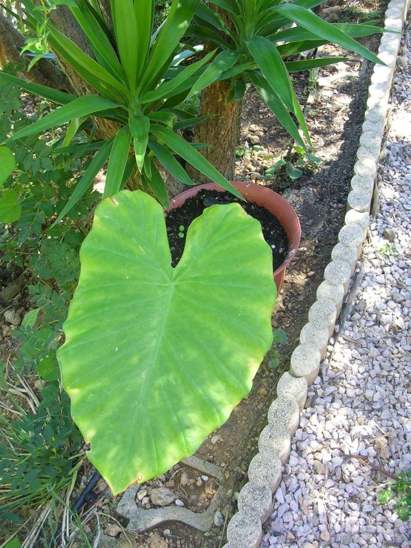 Alocasia macrorrhiza : Alocasia  ?? Dscn5512