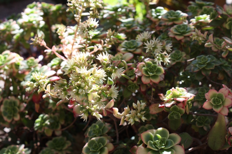 Aeonium ' Kiwi ' en fleurs Aeoniu11