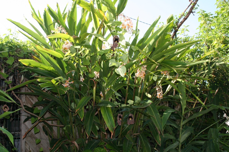 ALPINIA ZERUMBET Alpini10