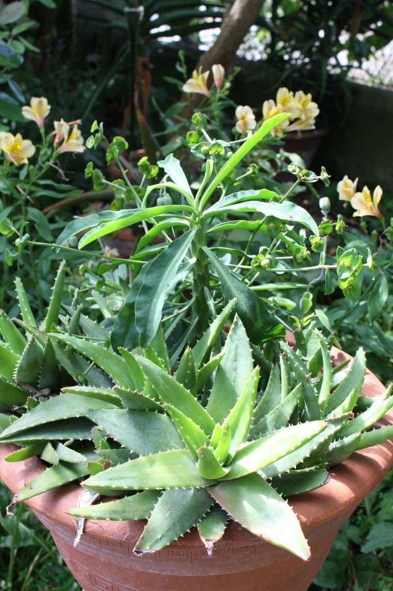 Euphorbia bubalina, capricieuse rarement vue en culture Euphor10