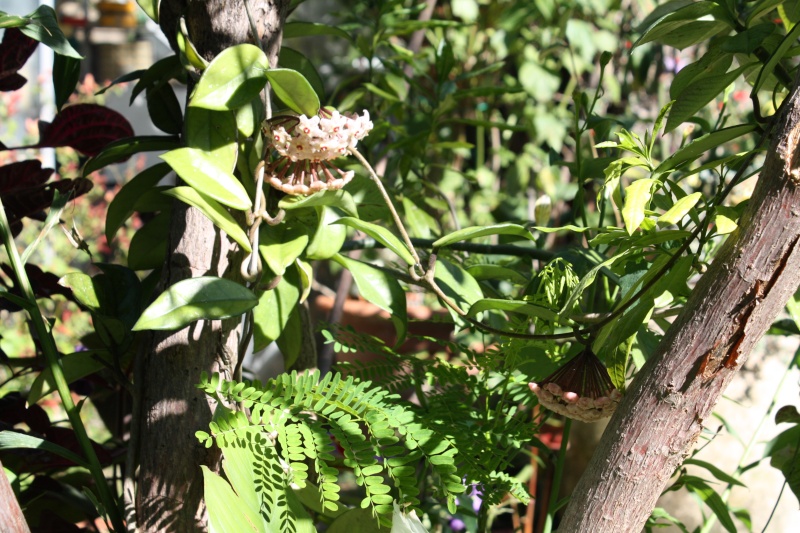 Hoya carnosa, l'hiver pluvieux a favorisé sa floraison Hoya_c11