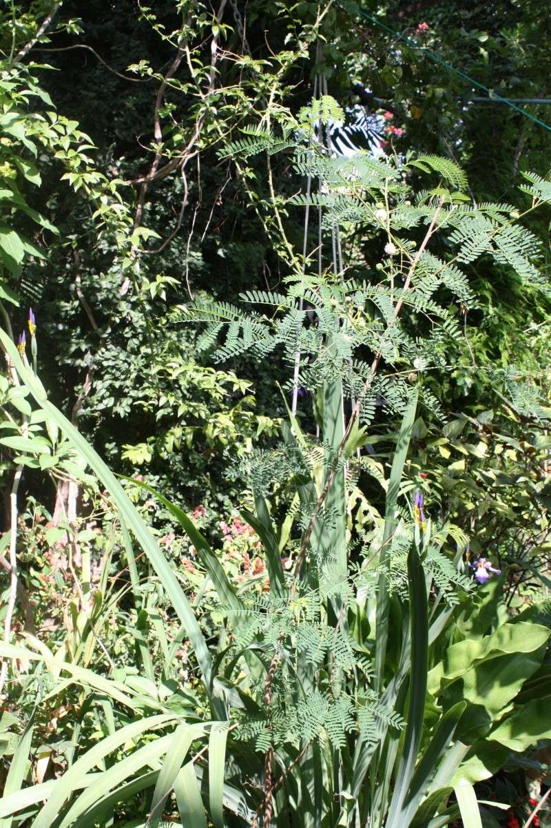 Leucaena leucocephala : un " mimosa " blanc Leucae10