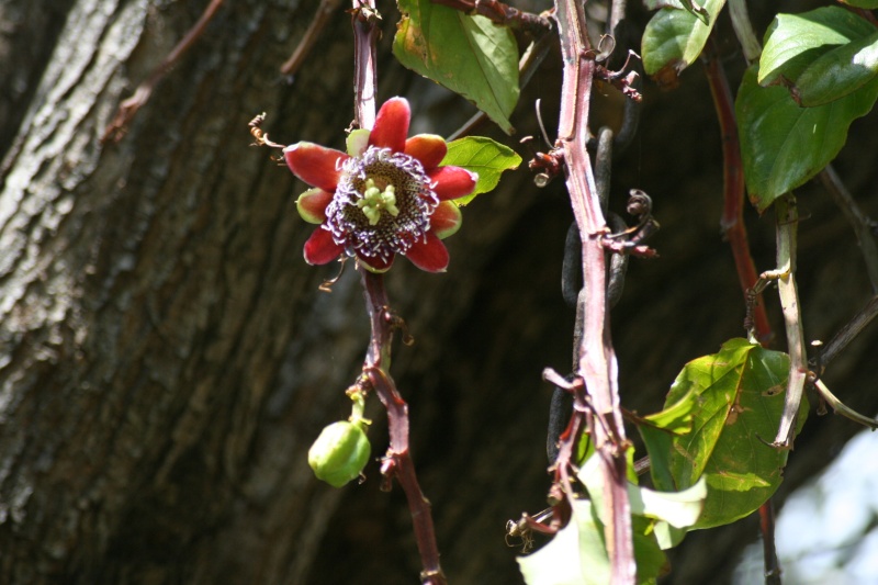 Passiflora alata Passif10