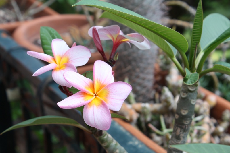 Quelques succulentes de mon balcon Plumer10