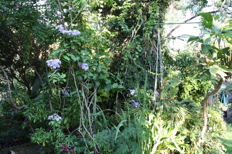 Mon jardin en ce moment : pas mal ! Solanu10