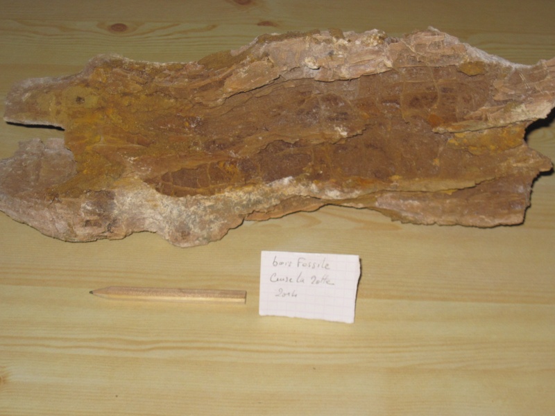 Bois fossile de l'Yprésien Cuise_10