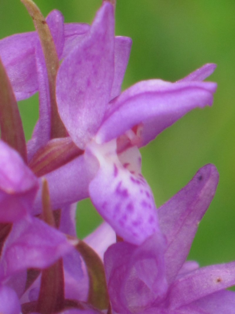 Orchis sp. Orchis13