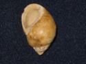 Coquillages actuels et fossiles Coptos10