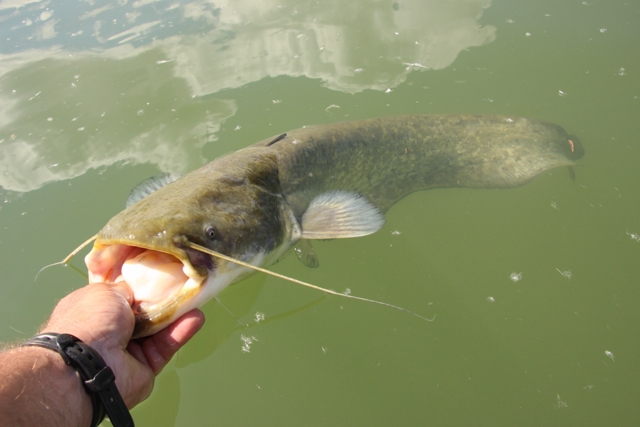 3 après-midi de pêche Img_4218