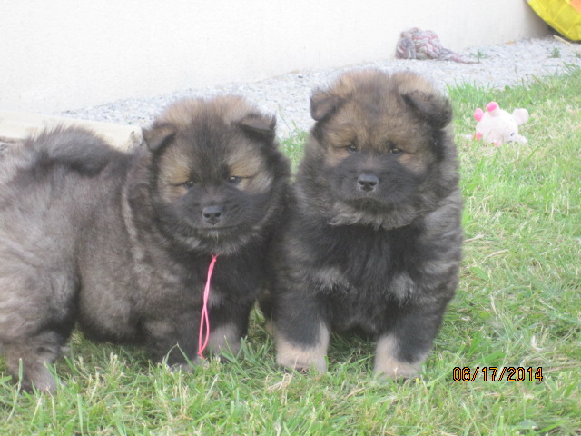 Parlons Eurasier - Page 2 Img_3010