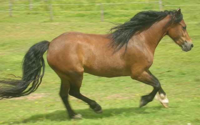 Cherche poney type Welsh Betsie13