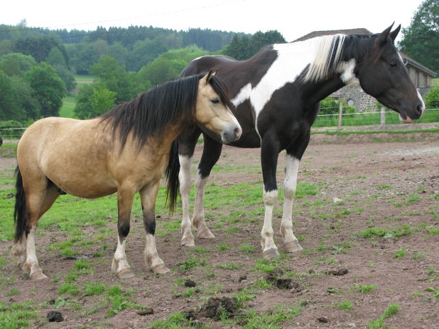 Cherche poney type Welsh Img_0310