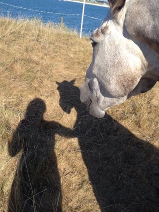 Concours photo n°29 - Claque ton selfie avec ton cheval  Julie_11