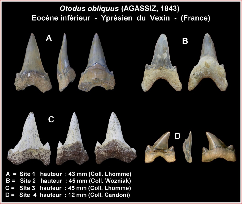 Otodus auriculatus du lutétien inférieur du Vexin (jfl) Otodus10