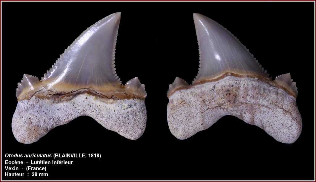 Otodus auriculatus du lutétien inférieur du Vexin (jfl) Pl_oto19