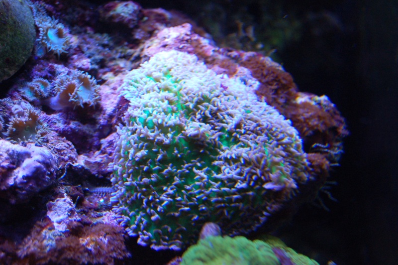 identification corail Dsc_0610