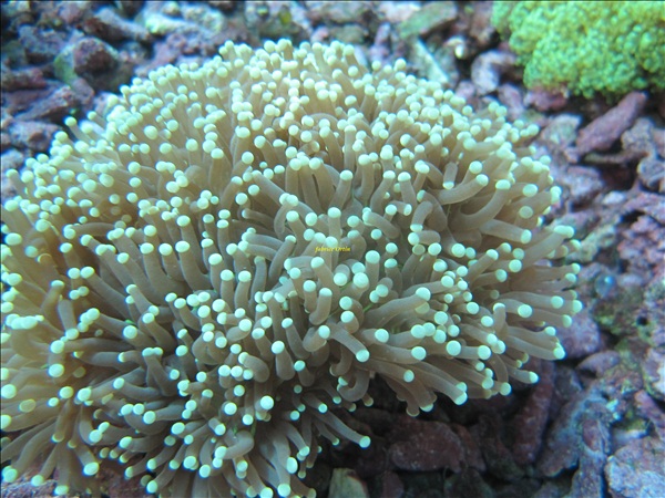 bouture coraux Euphyl11