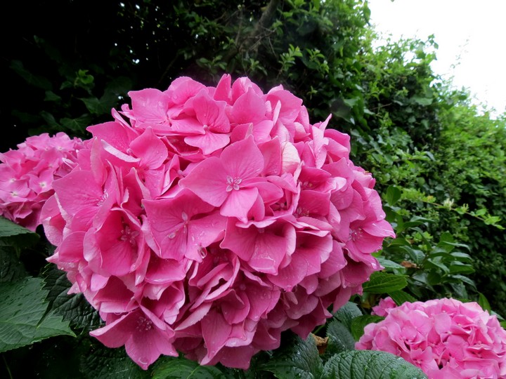 les fleurs dans mon jardin mars,avril 2014 Img_2012