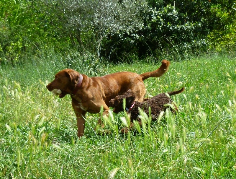 RASTA, croisé caniche noir - 2 ans - M P1010610