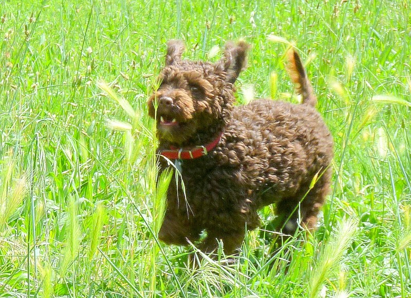 RASTA, croisé caniche noir - 2 ans - M P1010611