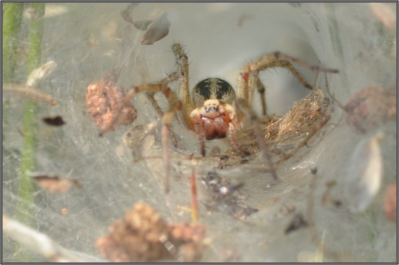 Araignée des buissons [Agelena labyrinthica] Agalan10