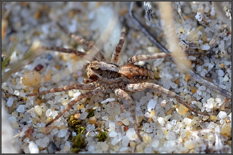 Le règne de l' araignée Alopec13