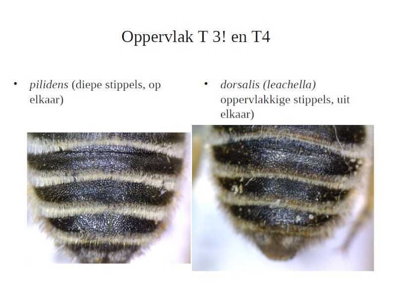Petite abeille [Megachile sp.] Mygach10