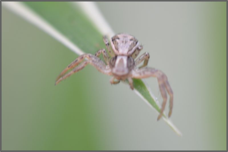 Petite araignée-crabe [Xysticus sp.] Xystic12