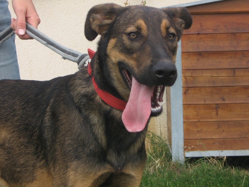 Oscar M. X Beauceron de 9mois (14) Verson Img_9714