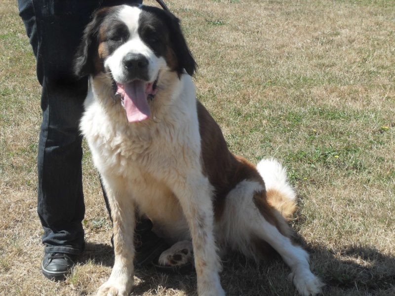 Anis Femelle Saint Bernard (14) Verson Sdc10313