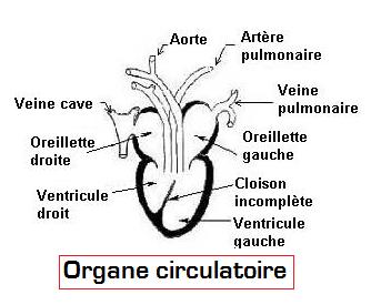 BIOLOGIE CHEZ LES TORTUES : anatomie, physiologie.... Organe10