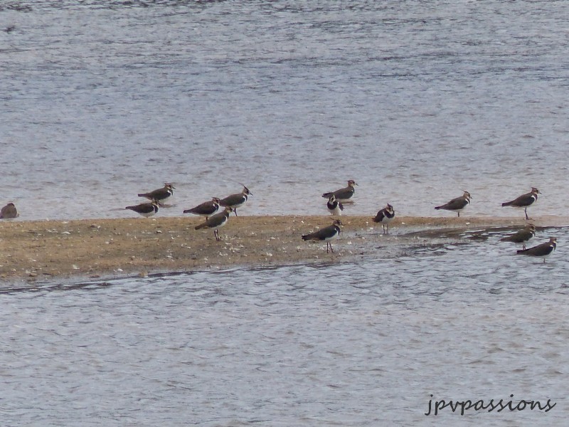 Les oiseaux du bord de Loire P1060111