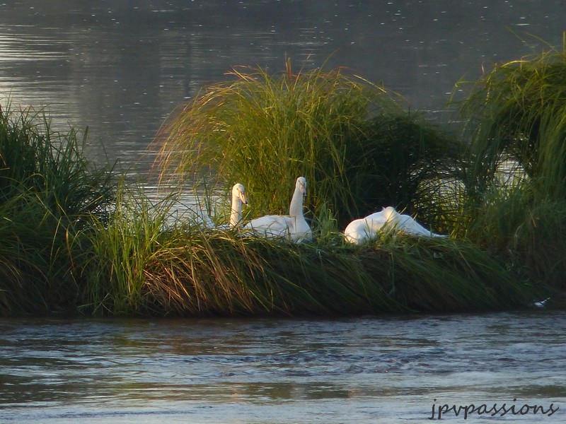 Les oiseaux du bord de Loire P1060211