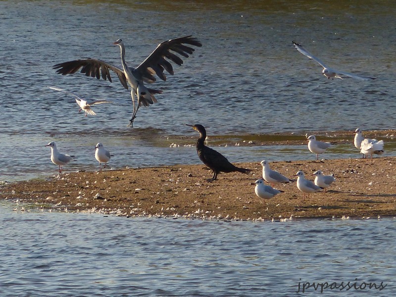 Les oiseaux du bord de Loire P1060611