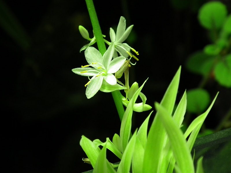 LA PHALANGERE Chlorophytum Dscf1513