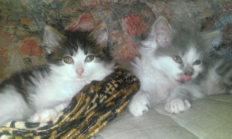 2 chatons - Roxane et Jade Wp_20122