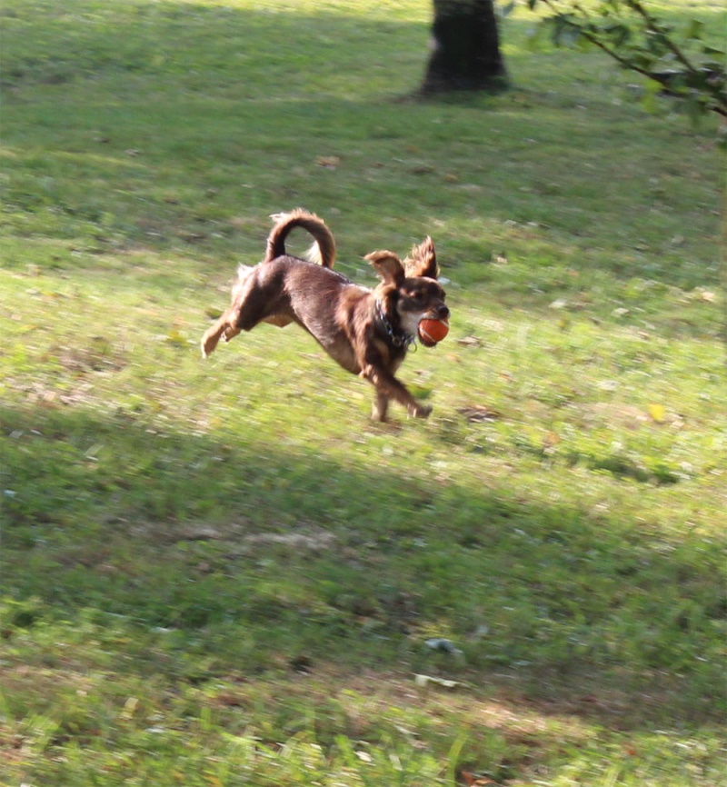 Tania - petite puce adoptée en 2013 14091412