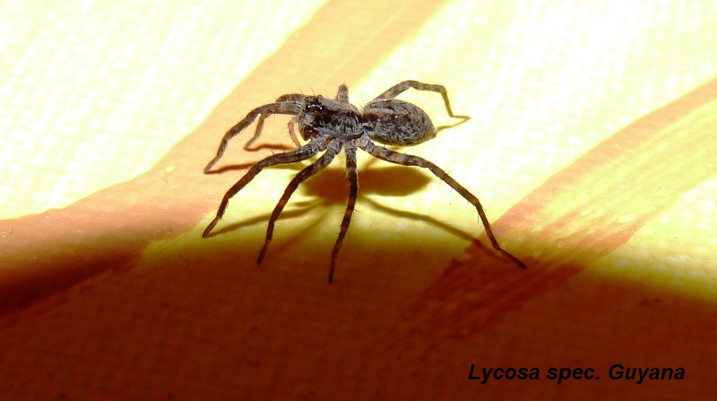 Lycosa spec. Guyana   P1060215