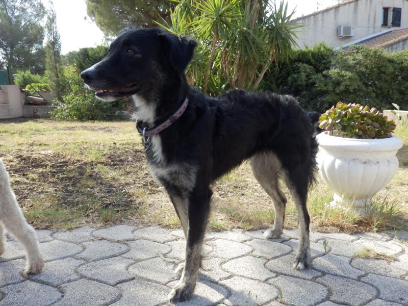 Joy, femelle croisée Border Collie, 2 ans - ADOPTEE- Joy_110