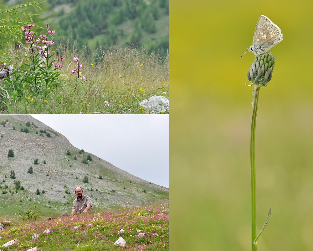 Région d'Allos A_glan10